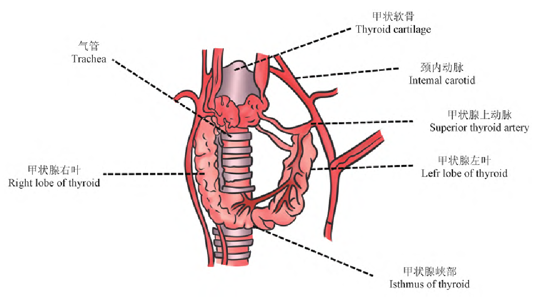 动物模型  | 甲状腺功能减退模型构建指南