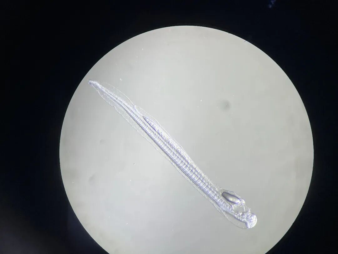 鳗鲡人工繁育获重大突破：300余万尾仔鱼首次成功孵化(图5)