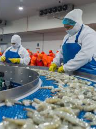 厄瓜多尔白虾对中国出口在2026年1月 同比增长33%(图3)