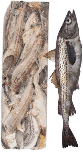 欧洲"爆单"！中国鳕鱼现货价飙升，每吨高出合同价300美元(图1)