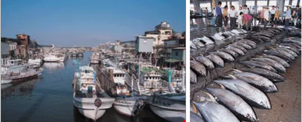 175公斤与276公斤蓝鳍金枪鱼双响炮!台湾屏东、宜兰同日宣告金枪鱼季"戏剧"开幕(图2) 175公斤与276公斤蓝鳍金枪鱼双响炮!台湾屏东、宜兰同日宣告金枪鱼季"戏剧"开幕(图2)