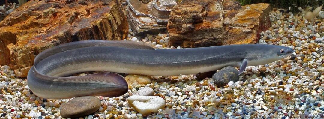 鳗鲡人工繁育获重大突破：300余万尾仔鱼首次成功孵化(图1)