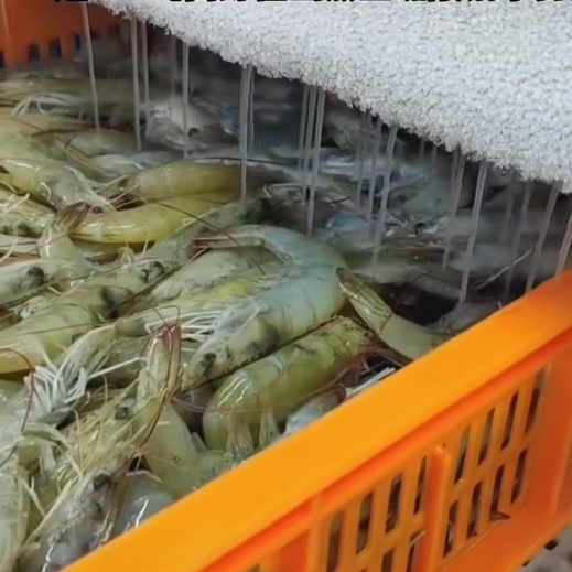 新规来了!白虾二氧化硫超标罚千元还上征信,南美白虾市场或迎暴涨?(图3) 新规来了!白虾二氧化硫超标罚千元还上征信,南美白虾市场或迎暴涨?(图3)