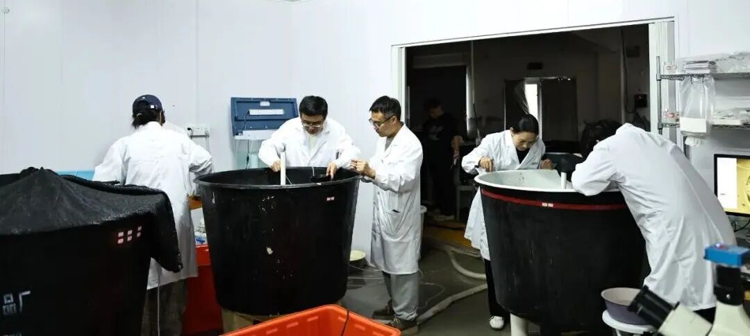 鳗鲡人工繁育获重大突破：300余万尾仔鱼首次成功孵化(图2)