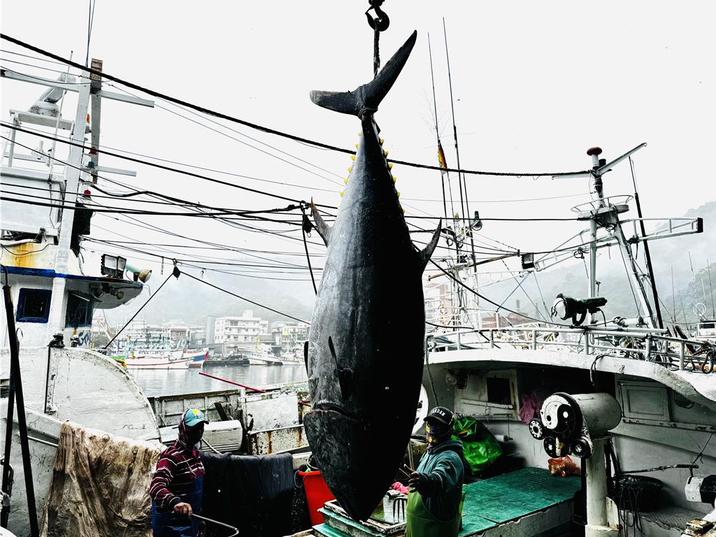 175公斤与276公斤蓝鳍金枪鱼双响炮!台湾屏东、宜兰同日宣告金枪鱼季"戏剧"开幕(图3) 175公斤与276公斤蓝鳍金枪鱼双响炮!台湾屏东、宜兰同日宣告金枪鱼季"戏剧"开幕(图3)