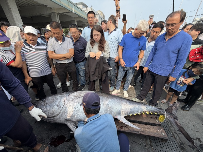 175公斤与276公斤蓝鳍金枪鱼双响炮!台湾屏东、宜兰同日宣告金枪鱼季"戏剧"开幕(图1) 175公斤与276公斤蓝鳍金枪鱼双响炮!台湾屏东、宜兰同日宣告金枪鱼季"戏剧"开幕(图1)