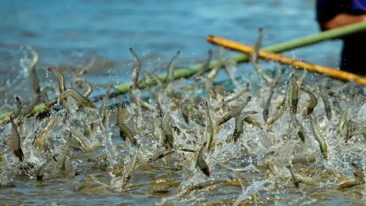 2026水产行业的“价值回归”之路，上海渔博会为什么是关键助推器？(图5)