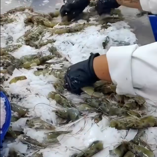 新规来了!白虾二氧化硫超标罚千元还上征信,南美白虾市场或迎暴涨?(图2) 新规来了!白虾二氧化硫超标罚千元还上征信,南美白虾市场或迎暴涨?(图2)