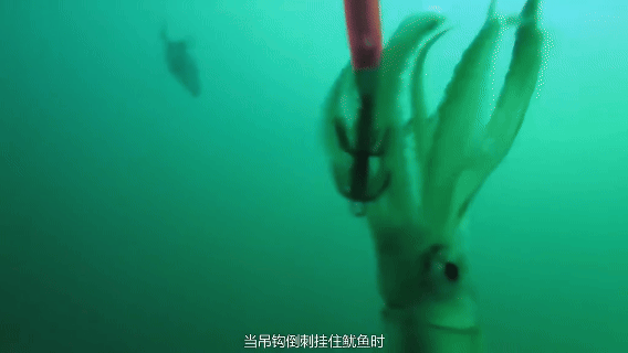 鱿鱼丰年,货往哪儿卖?8月上海渔博会找答案(图4) 鱿鱼丰年,货往哪儿卖?8月上海渔博会找答案(图4)