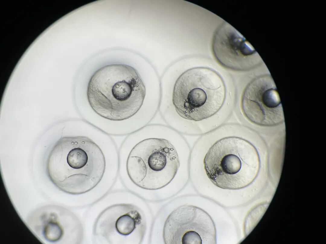 鳗鲡人工繁育获重大突破：300余万尾仔鱼首次成功孵化(图4)