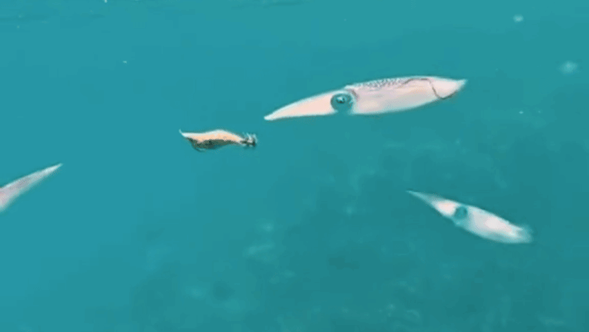 鱿鱼丰年,货往哪儿卖?8月上海渔博会找答案(图6) 鱿鱼丰年,货往哪儿卖?8月上海渔博会找答案(图6)