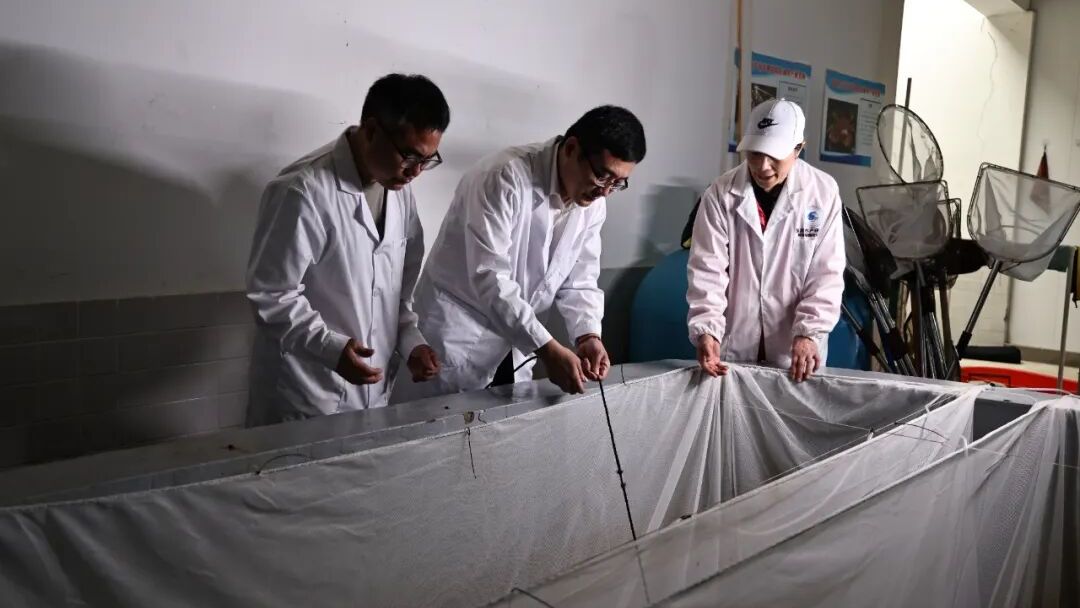 鳗鲡人工繁育获重大突破：300余万尾仔鱼首次成功孵化(图3)