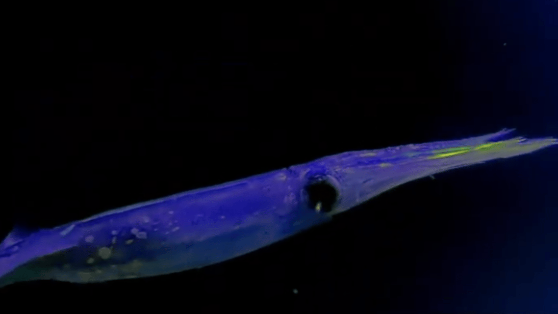 鱿鱼丰年,货往哪儿卖?8月上海渔博会找答案(图2) 鱿鱼丰年,货往哪儿卖?8月上海渔博会找答案(图2)