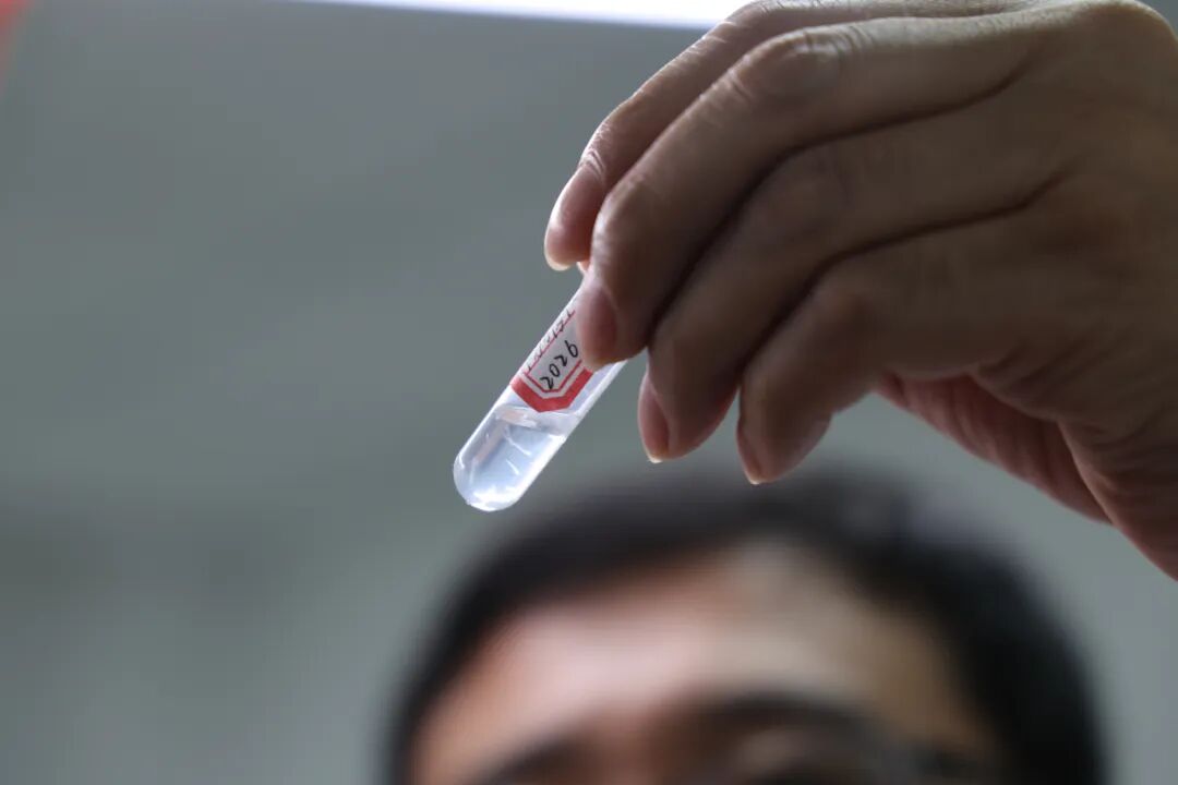 鳗鲡人工繁育获重大突破：300余万尾仔鱼首次成功孵化(图8)