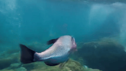 6000亿淡水鱼市场：公共品牌繁荣背后的企业品牌缺失，上海渔博会能做些什么？(图3)