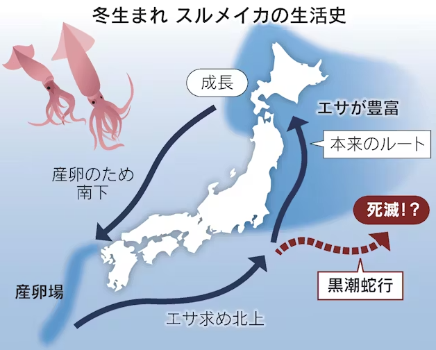 全球鱿鱼紧缺：日本与韩国跨洋争夺“黄金鱿鱼”(图5)