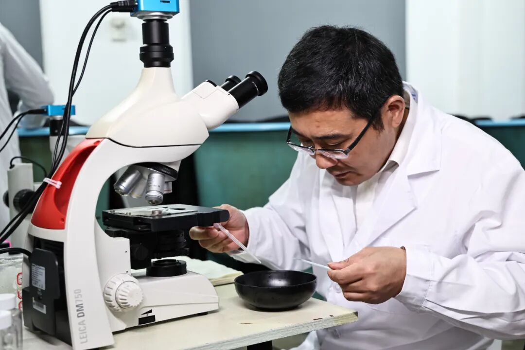 鳗鲡人工繁育获重大突破：300余万尾仔鱼首次成功孵化(图6)