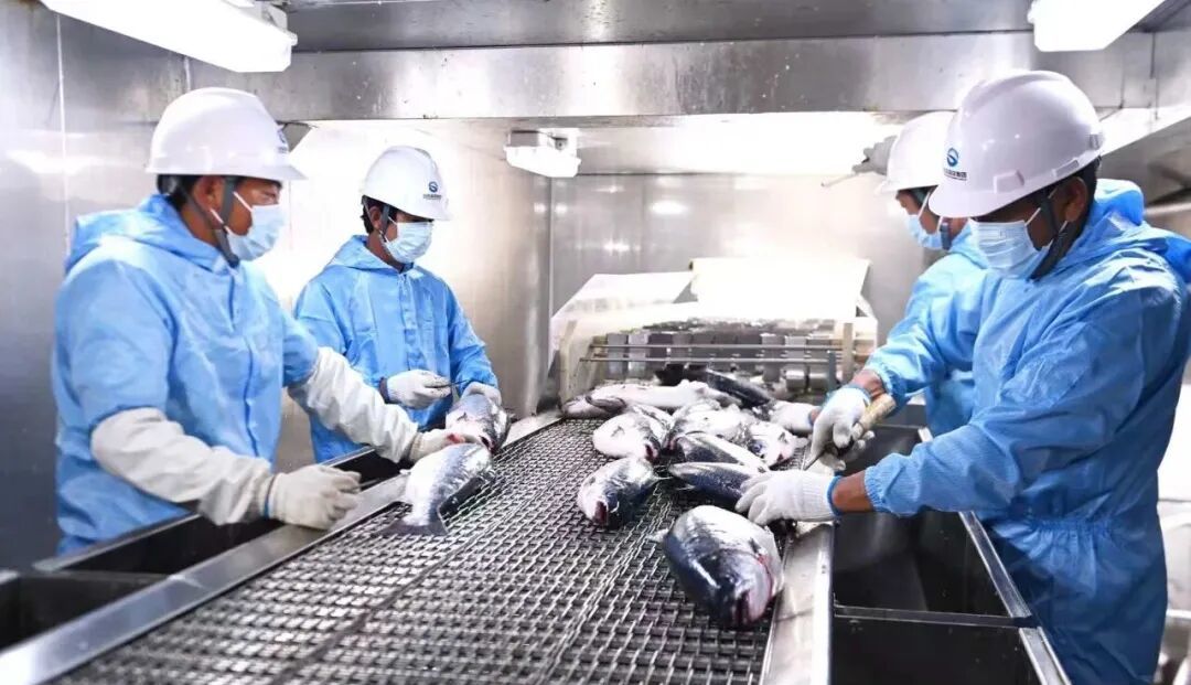 国产海水虹鳟集中上市!万泽丰“陆海接力”养殖产能冲刺万吨(图2) 国产海水虹鳟集中上市!万泽丰“陆海接力”养殖产能冲刺万吨(图2)