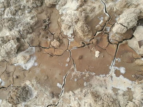 司普沃破除-脱盐助力新疆棉花抗盐碱：盐碱地变“金土地”