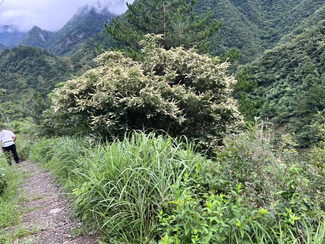 南象资产