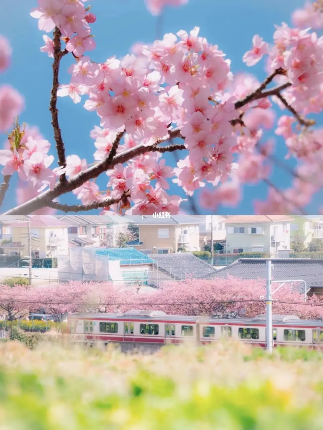 经典关东大室山/修善寺/富士山/忍野八海2日 行程图 13