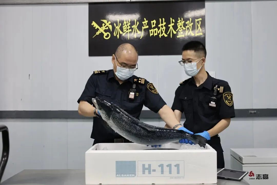 跨洋直飞9小时!南京打通挪威三文鱼专属航线,长三角鲜度再升级(图2) 跨洋直飞9小时!南京打通挪威三文鱼专属航线,长三角鲜度再升级(图2)