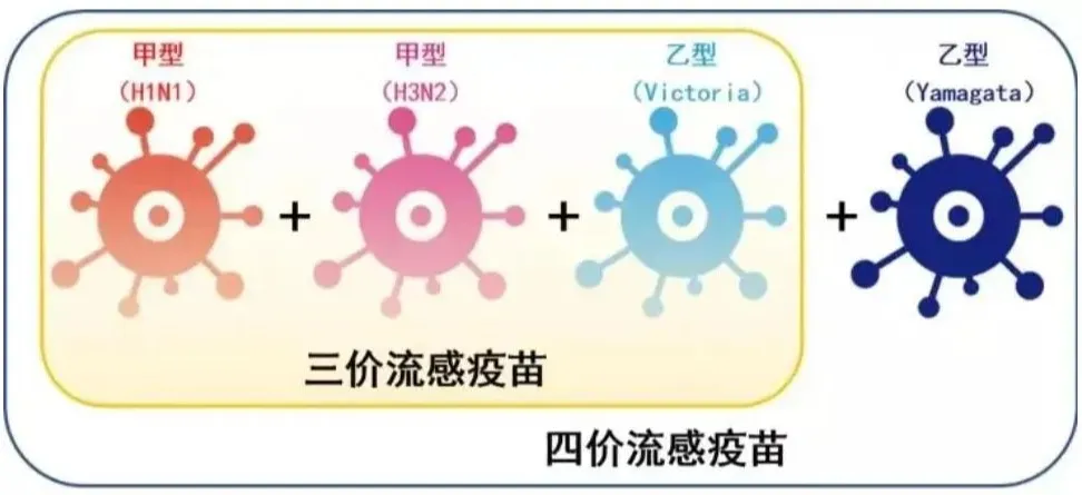 康盈动态 | 秋季流感疫苗开始预约！(图9)