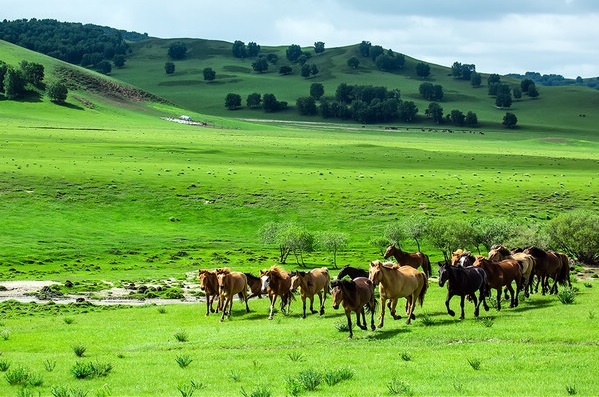 【站在草原望北京】北京 内蒙古乌兰布统大草原 河北塞罕坝国家森林
