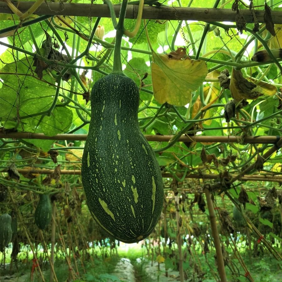 方野南瓜饼绿家自产farmyeahpumpkincakeselfproduction