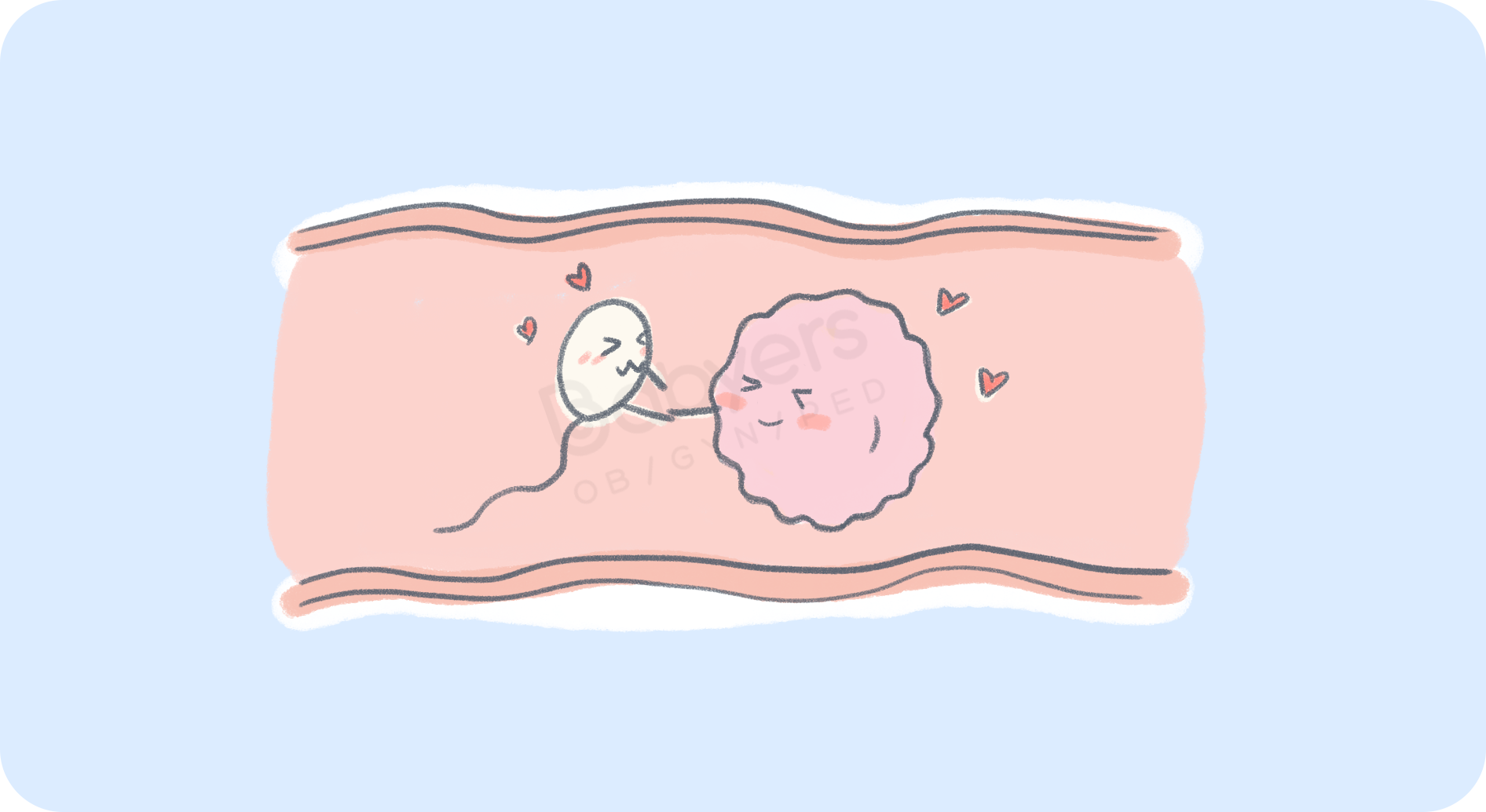 精子卵子结合卡通图片图片