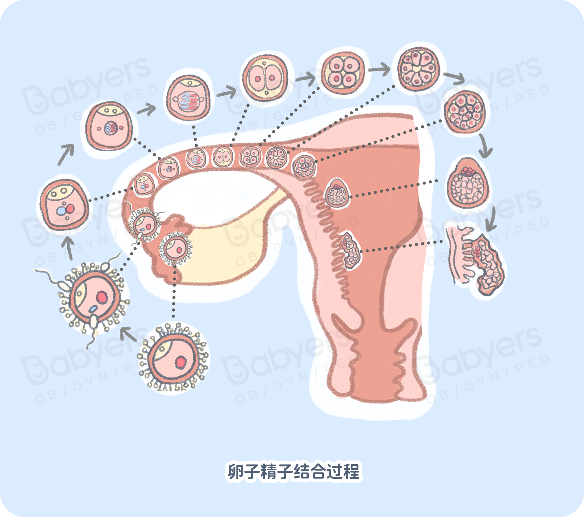 母嬰知識│這一堵,精子卵子都在哭!