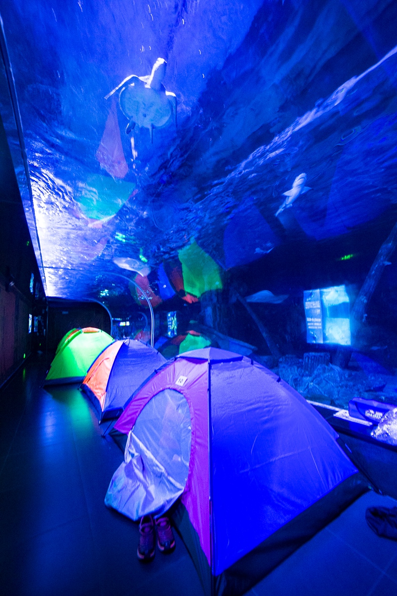 跟着海盗船,夜宿海洋馆