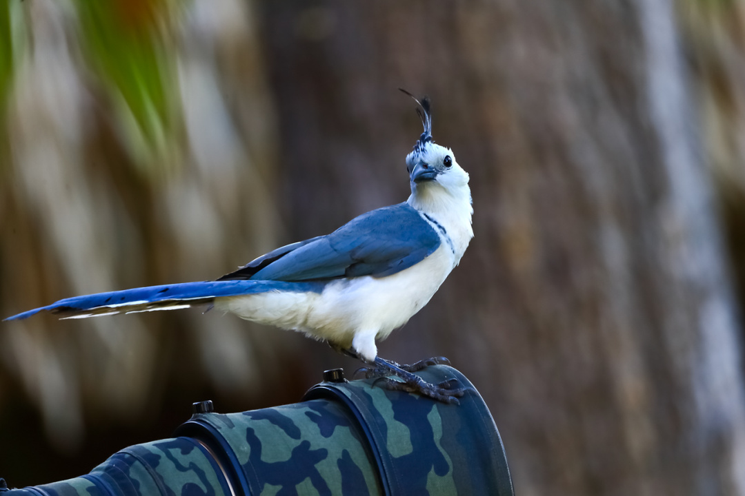哥斯达黎加28天深度环游拍鸟行