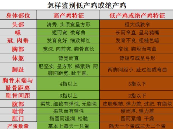 蛋鸡养殖成本高，必须要及时挑鸡和淘汰寡产鸡